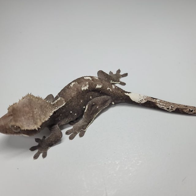 아잔틱
