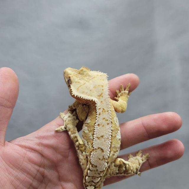 크림시클