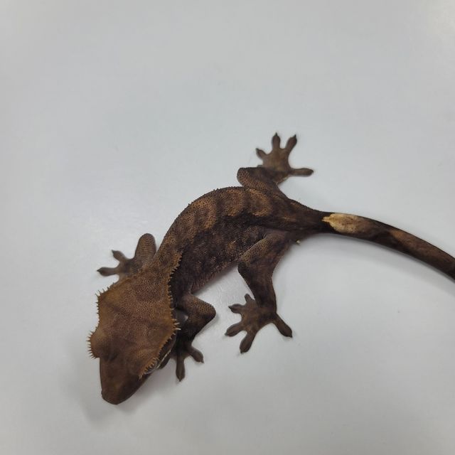 알티 챠콜