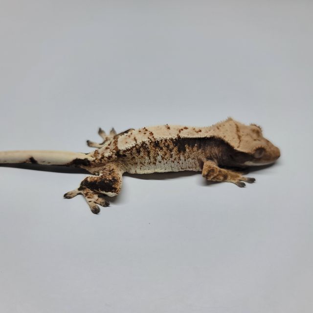 트라이 익스트림할리퀸