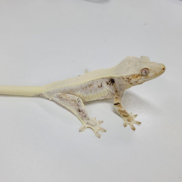 솔리드백 릴리화이트