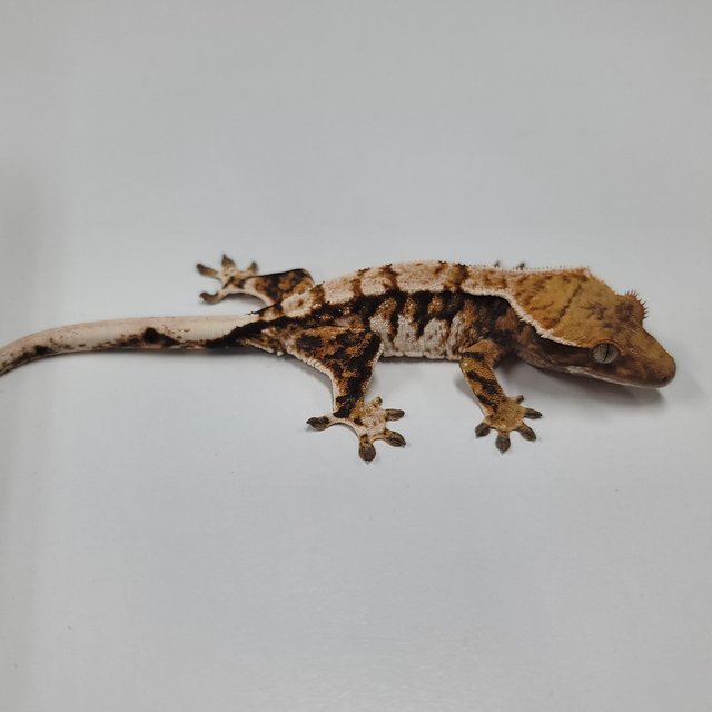 텐저린 트라이 익스트림할리퀸