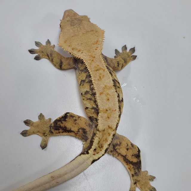 트라이 익스트림할리퀸