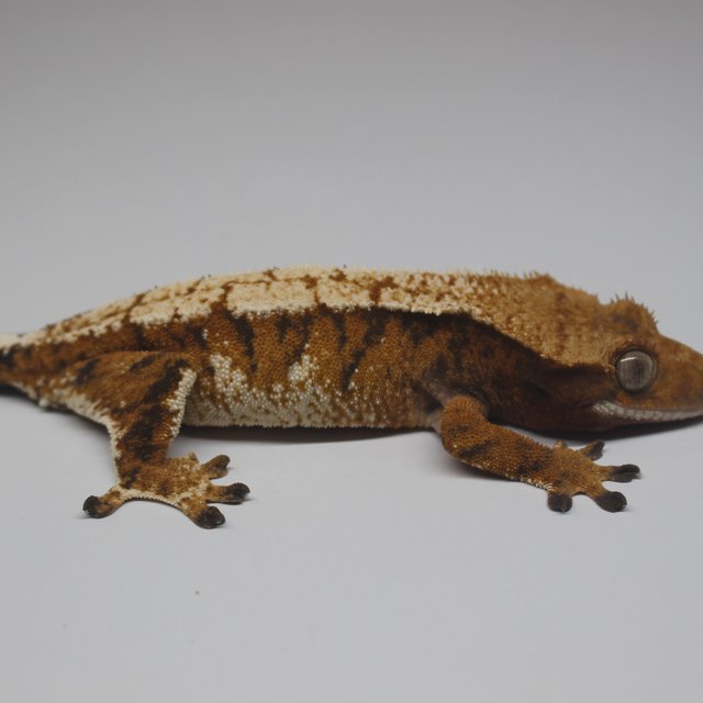 텐저린 트라이 익스트림할리퀸