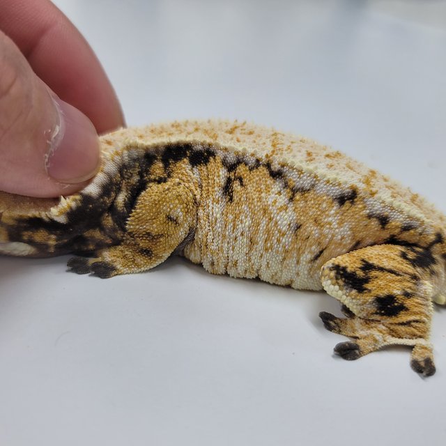 드리피 화이트스팟