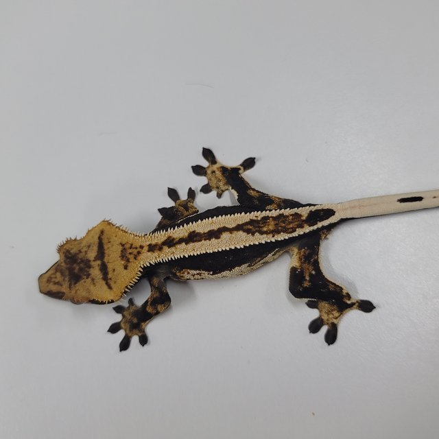 슈퍼스트라이프