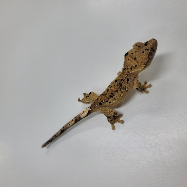 슈퍼달마시안