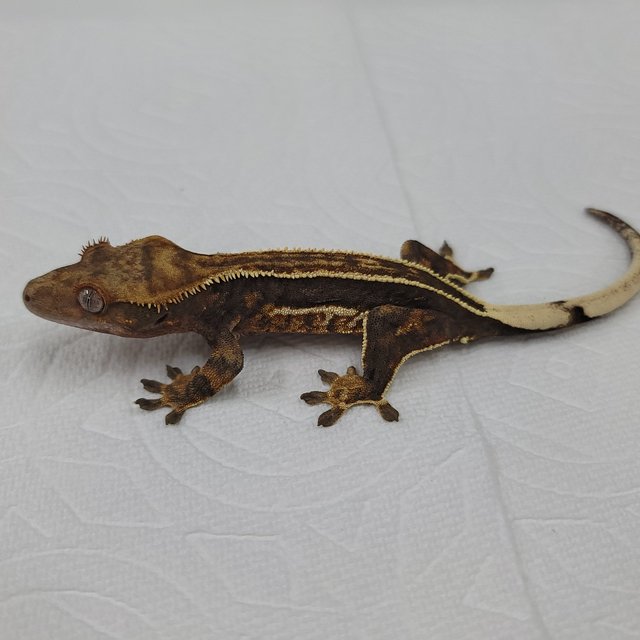 슈퍼스트라이프