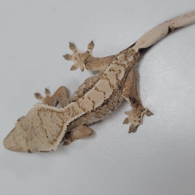 트라이 화이트스팟