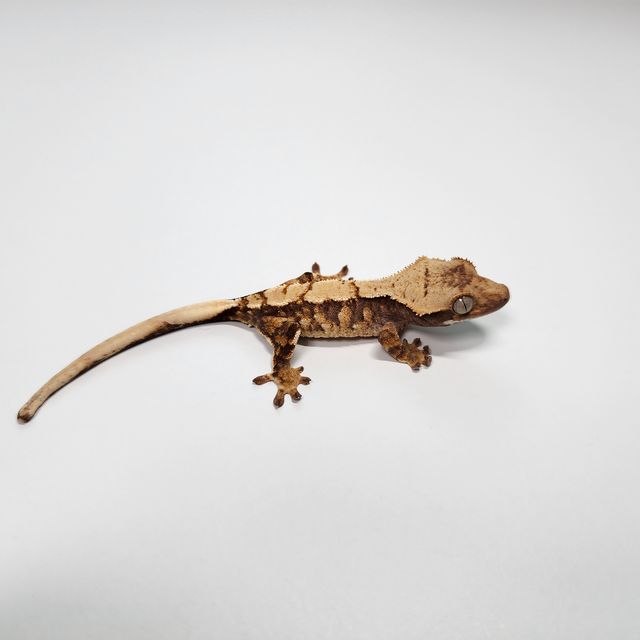 익스트림할리퀸 트라이