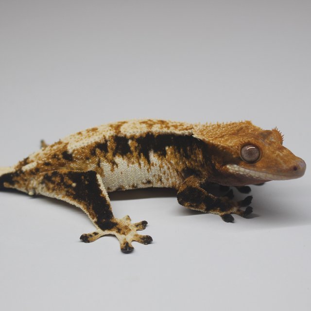 텐저린 트라이 익스트림할리퀸