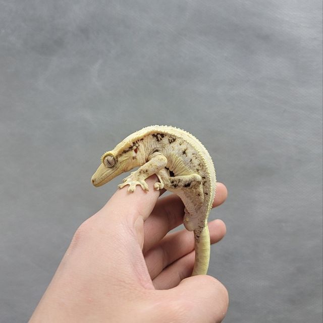 릴리화이트
