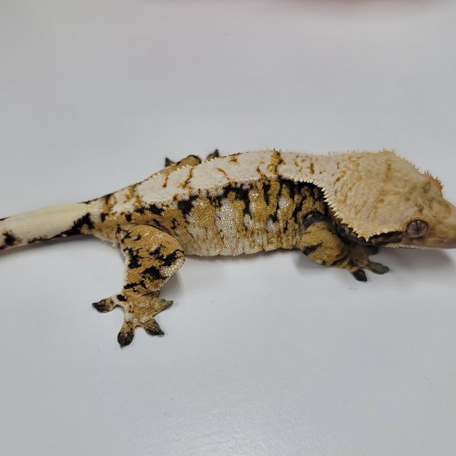 트라이 익스트림할리퀸