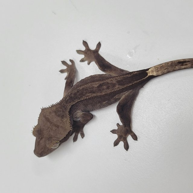 팬텀 슈퍼스트라이프