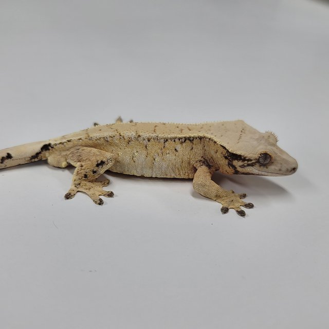 드리피 화이트스팟