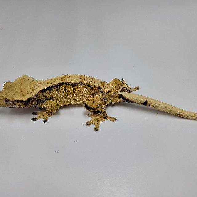 트라이 익스트림할리퀸