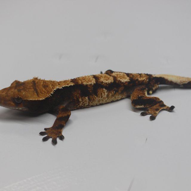 텐저린 트라이 익스트림할리퀸