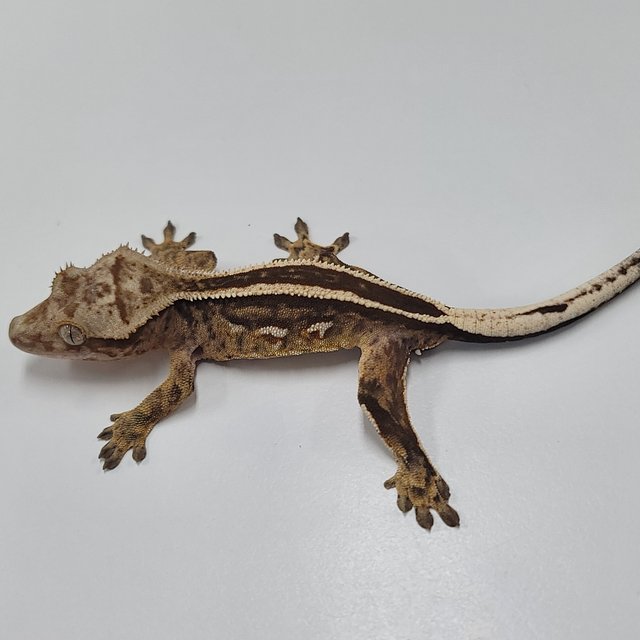 슈퍼스트라이프