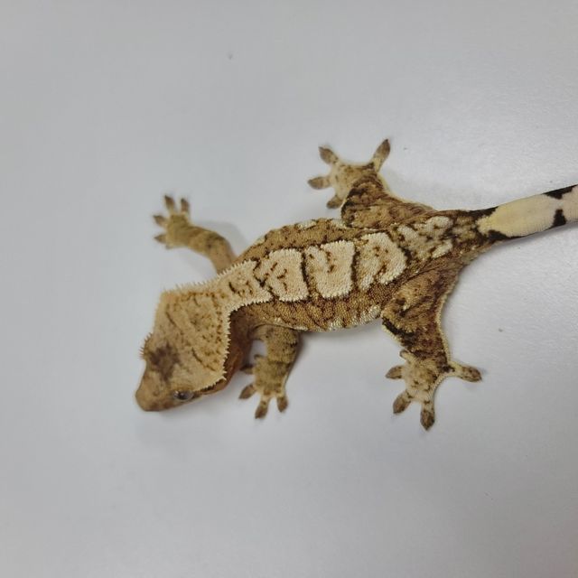 크림시클