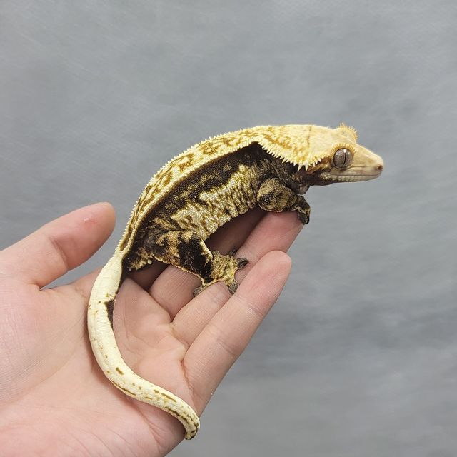 엠티백