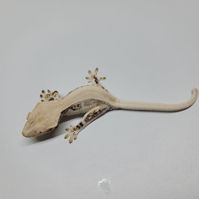 솔리드백 릴리화이트