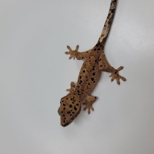 슈퍼달마시안