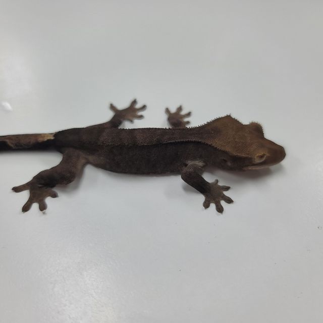 알티 챠콜
