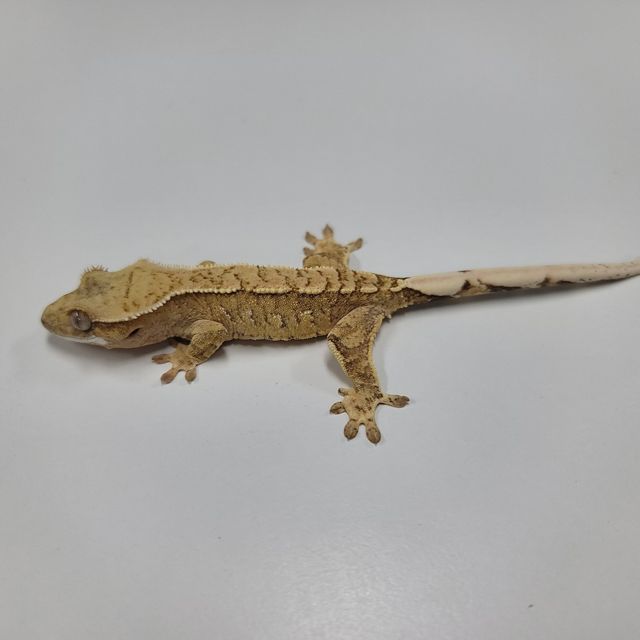 크림시클