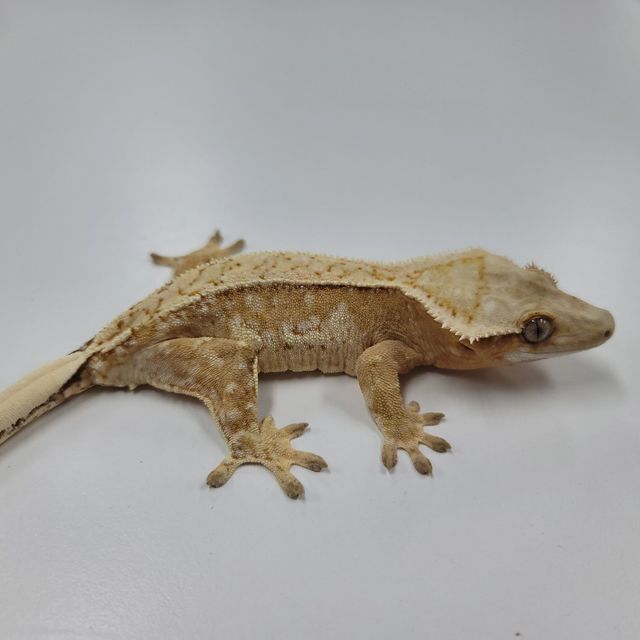 크림시클