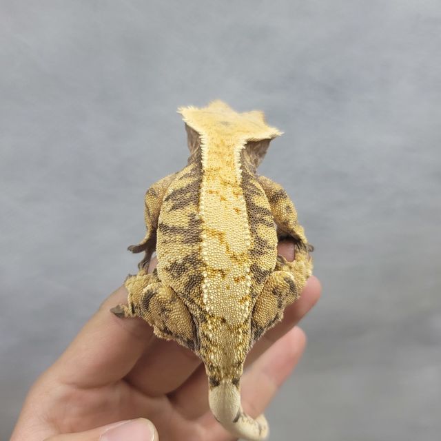 트라이