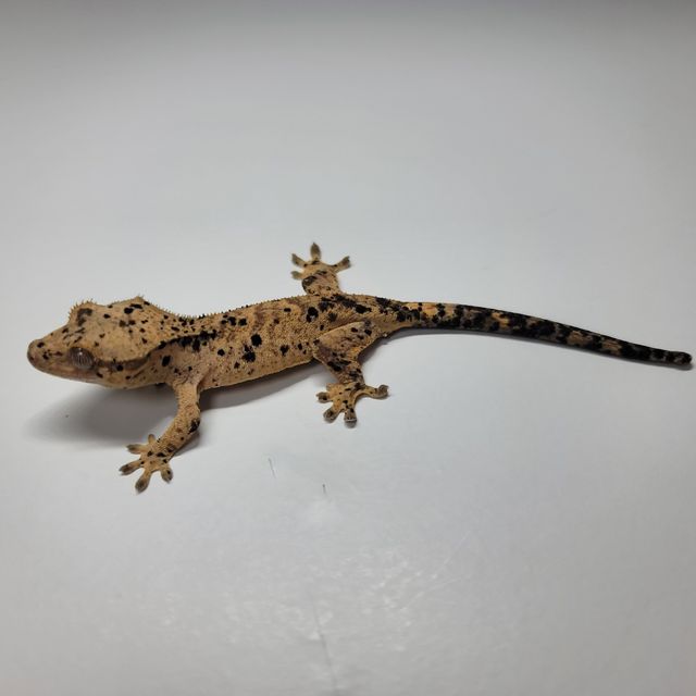 슈퍼달마시안