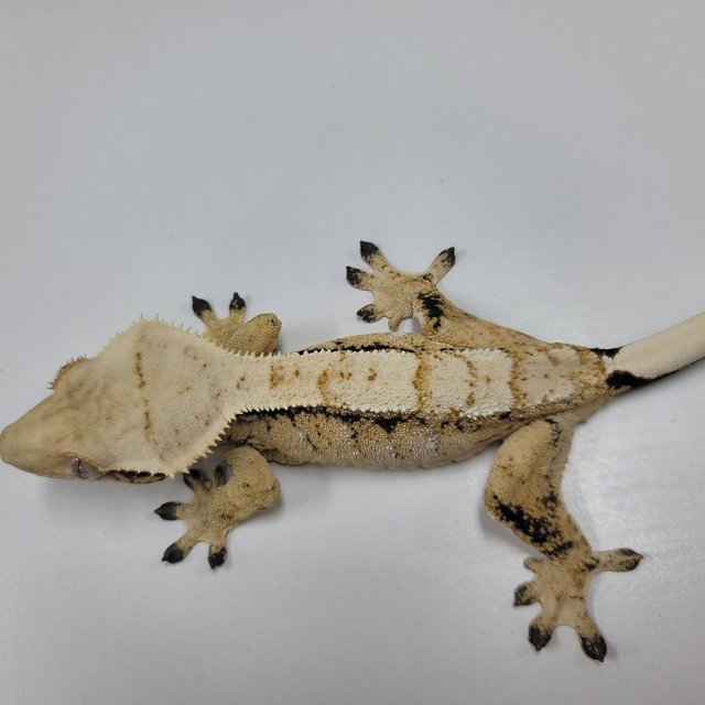 드리피 화이트스팟