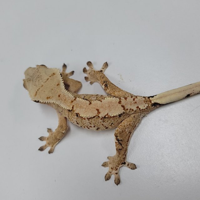 트라이 익스트림할리퀸