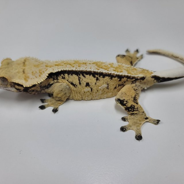 화이트핀 드리피 화이트스팟