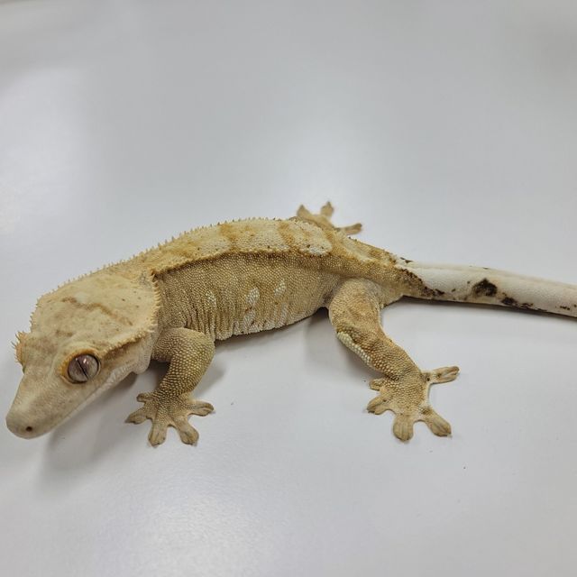 크림시클