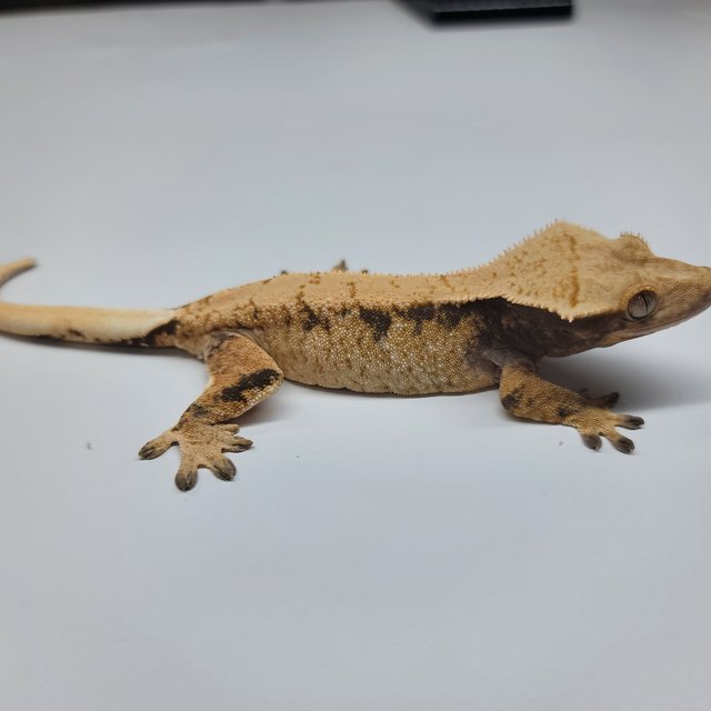 트라이 익스트림할리퀸