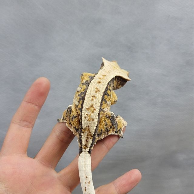 트라이 텐저린
