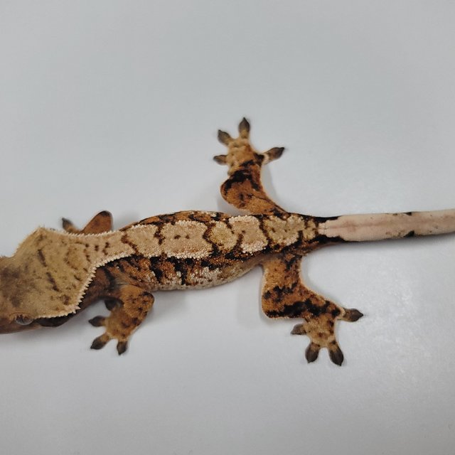 텐저린 트라이 익스트림할리퀸