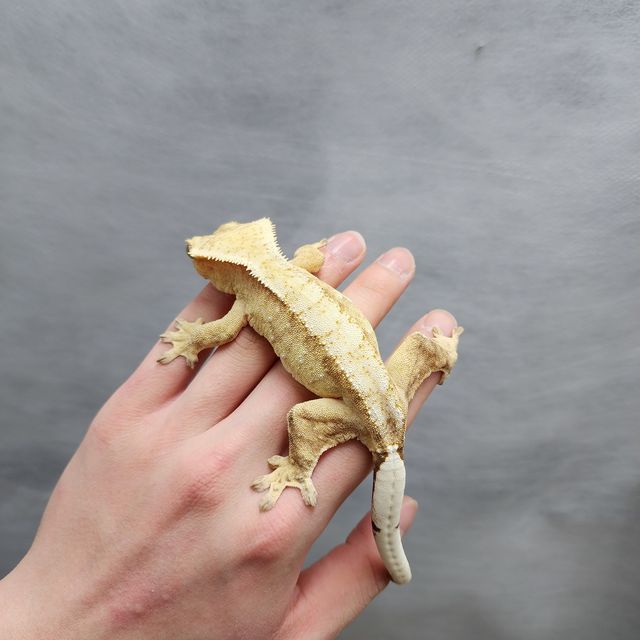 화이트포트홀 크림