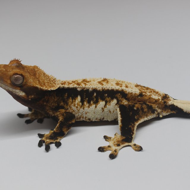 텐저린 트라이 익스트림할리퀸