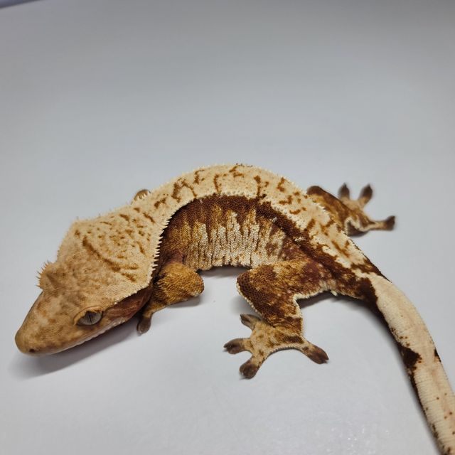 트라이 익스트림할리퀸