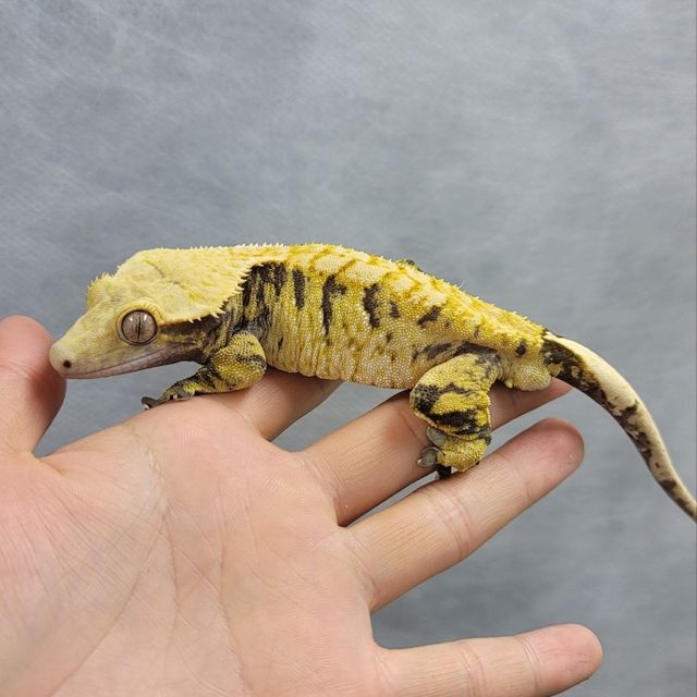 익스트림할리퀸 타이거 트라이