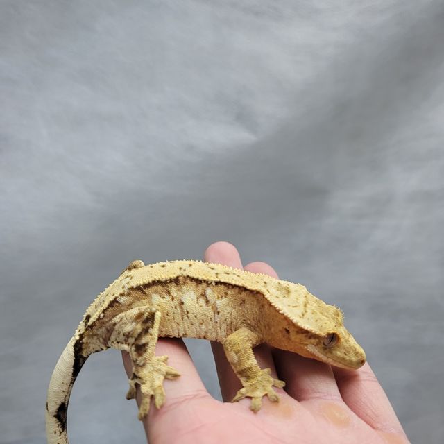 크림시클