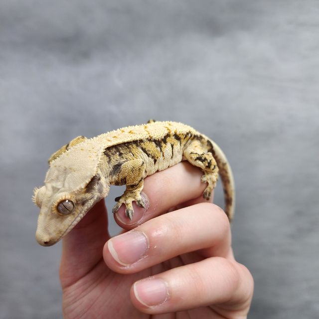 바브