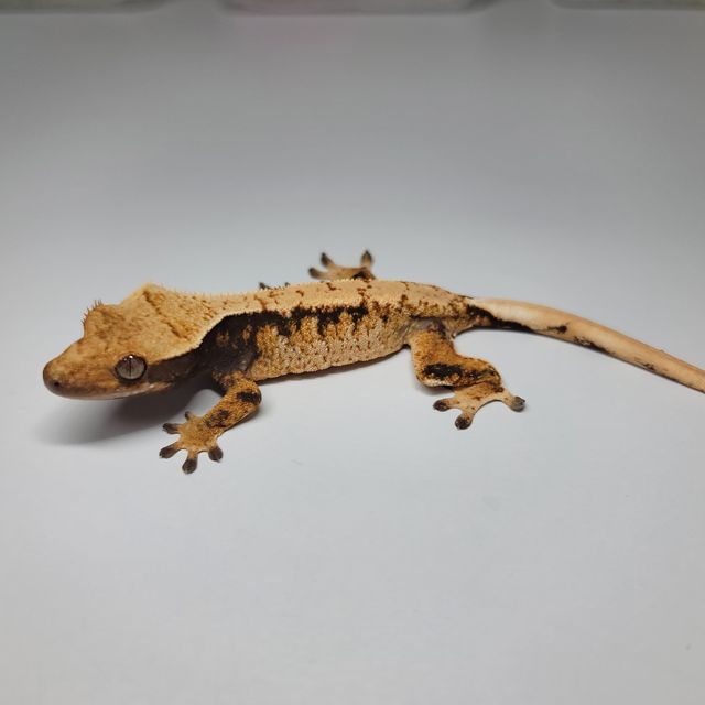 트라이 익스트림할리퀸