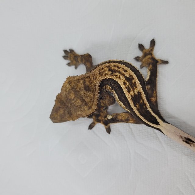 슈퍼스트라이프