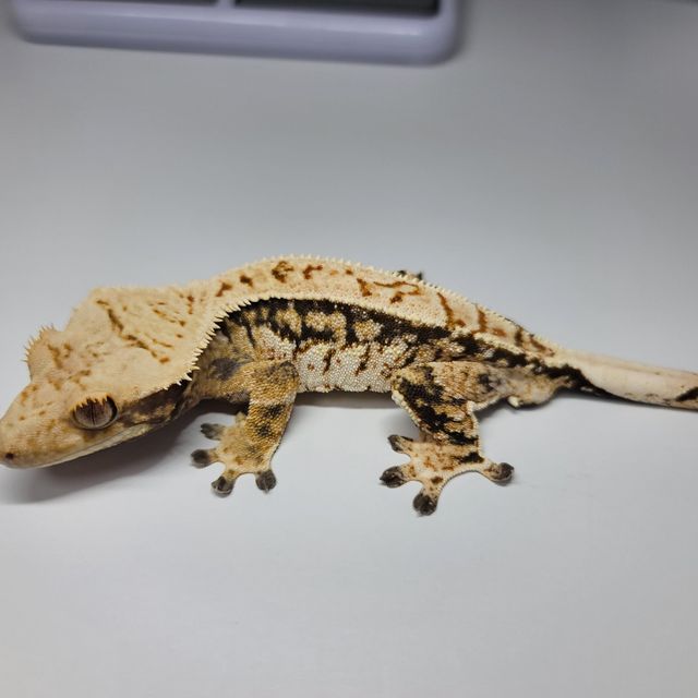 트라이 익스트림할리퀸 화이트핀