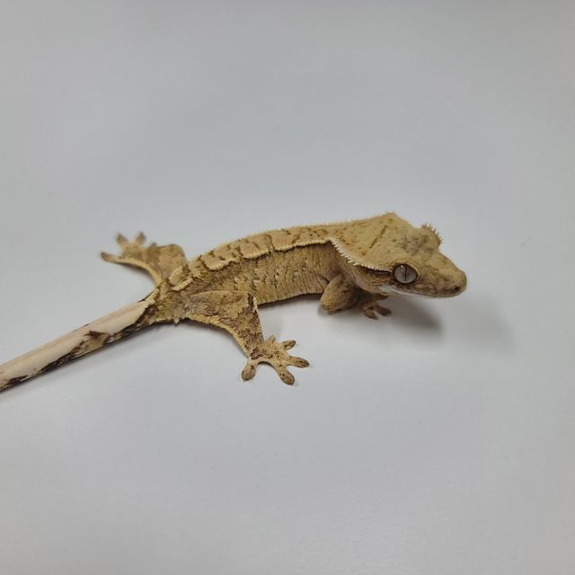 크림시클