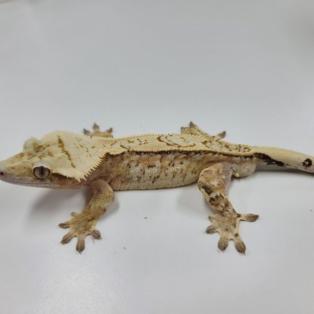 크림시클