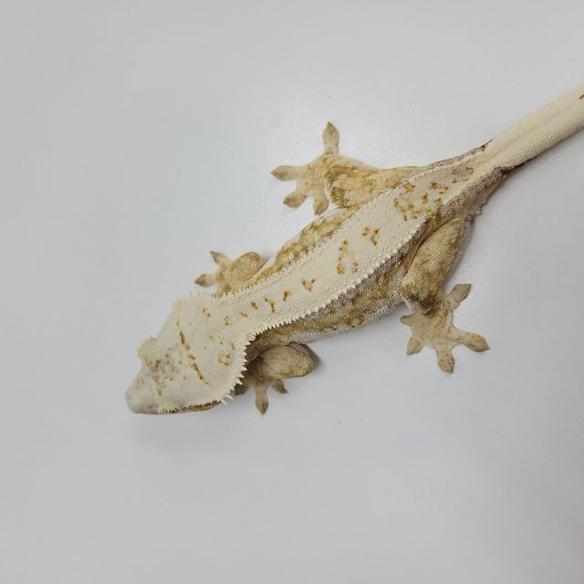 크림시클